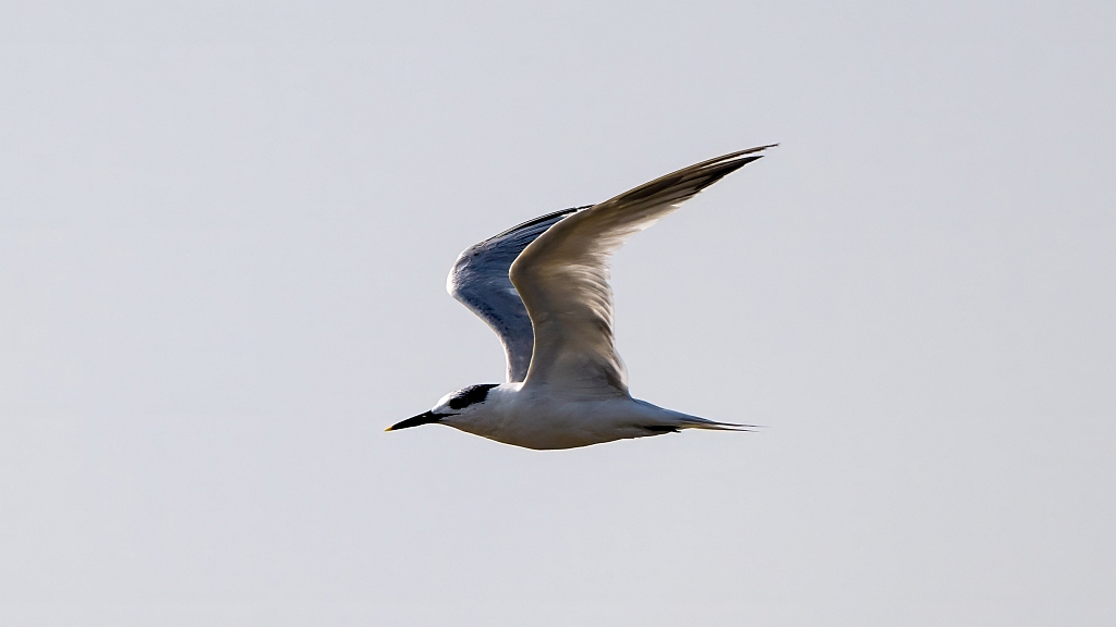 Sandwich Tern